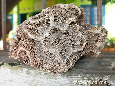 Selective Focus and Close Up of Brain Coral Reef Fossil Stock Photo