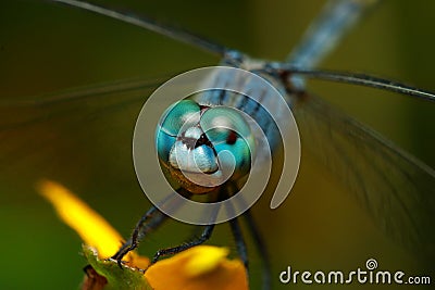 Macro image of blue dragonfly eyes Stock Photo