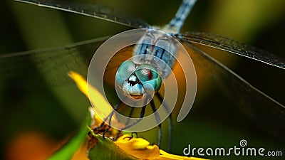 Macro image of blue dragonfly eyes Stock Photo