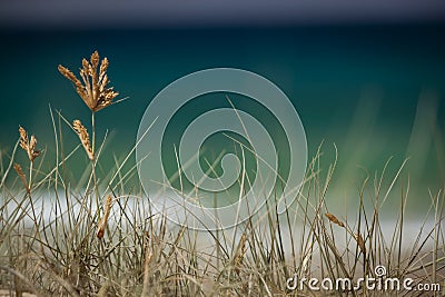 Selective focus close up view of seagrass, coast plants, with blurred blue sea background and copy space Stock Photo