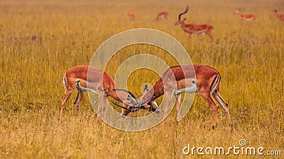 Selective focus closeup of a herd of antelope grazing on a grass field Stock Photo