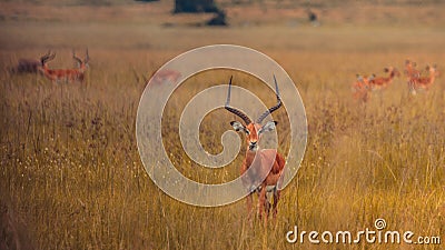 Selective focus closeup of a herd of antelope grazing on a grass field Stock Photo