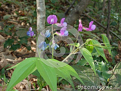 Selective focus closeup shot of pink Lathyrus palustris wild peas in the middle of a forest Stock Photo
