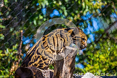 Selective focus of a clouded leopard standing near tree trunk and looking down Stock Photo