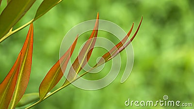 Young red and green young leather fern leaves are growing with blurred greenery background Stock Photo