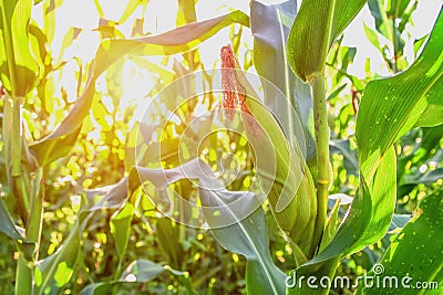 selective focus corn field Stock Photo