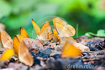 Selective focus of couple butterfly in nature Stock Photo