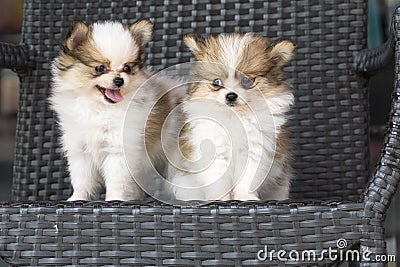 Selective focus couple cute chihuehue poppy dogs Stock Photo