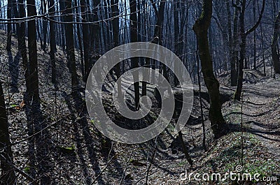 Selective focus of a creepy, dark forest on hills full of fallen leaves - great for wallpapers Stock Photo