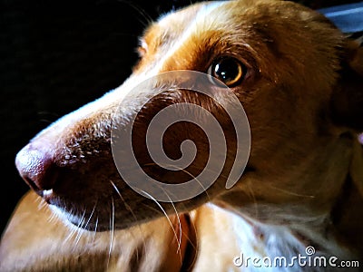 Selective focus on dog face, brown cute dog with bright clear eye sleep on his blue cushion. Stock Photo