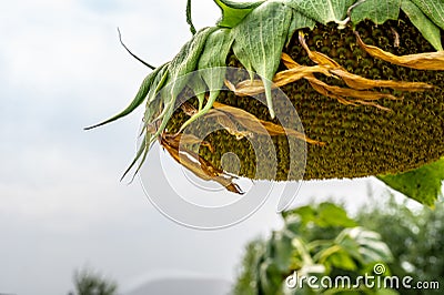 Selective focus on drooping sunflower head after petals have wilted Stock Photo