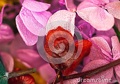 Selective focus of dry flowers, macro photography of dried flower petals, red and pink Stock Photo
