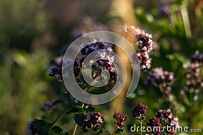 Selective focus of flowering oregano plants at a field Stock Photo