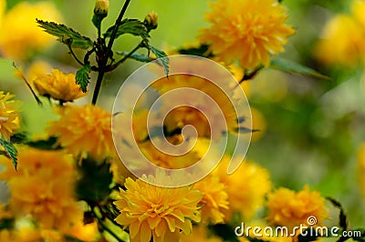 Selective focus on foreground of bright yellow flowers of Japanese kerria or Kerria japonica pleniflora Stock Photo