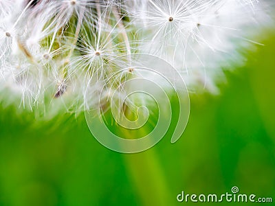 Selective focus on fragile fluffy white dandelion seeds. Dreaminess. Lightness. Stock Photo