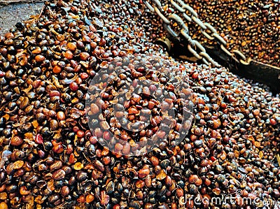 Selective focus. Full kernal palm seeds above the loading bay.Shot were noise and film grain. Stock Photo