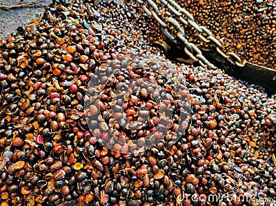 Selective focus. Full kernal palm seeds above the loading bay.Shot were noise and film grain. Stock Photo