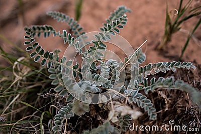 Selective Focus of Fuzzy Leaves On Desert Plant Stock Photo