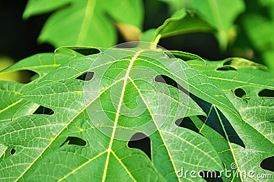 Selective Focus Of Green Papaya leaf Stock Photo