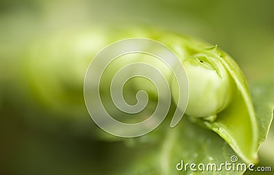 Selective focus of green pea Stock Photo