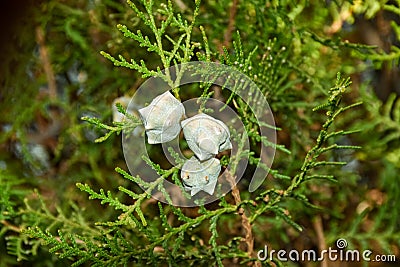 Selective focus green thuja branches, thuja occidentalis, northern white-cedar, eastern whitecedar, arborvitae Stock Photo