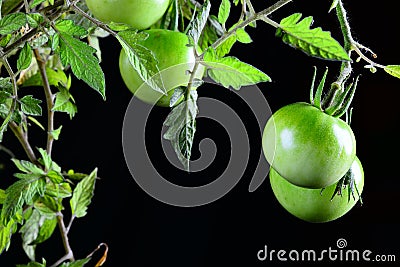 Green Tomatoes a midst green leaves black background Stock Photo