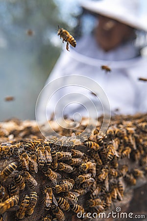 Selective focus of a group of bees in a hive with an unfocused beekeeper observing Stock Photo