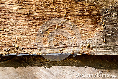 Selective focus on the group of termites on the wood floor Stock Photo