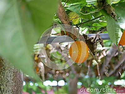 Hanging ripe gac fruit on its vine in the garden Stock Photo