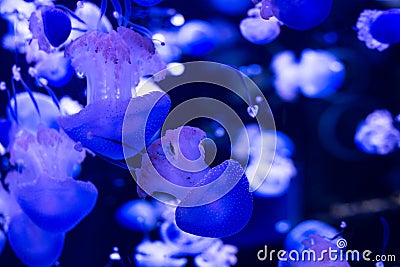 School of pink and blue jellyfish seen floating in tank against dark background Stock Photo