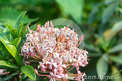Ixora flower blossom in a garden. Pink white spike flower. Rubiaceae flower. Ixora coccinea flower in the Stock Photo