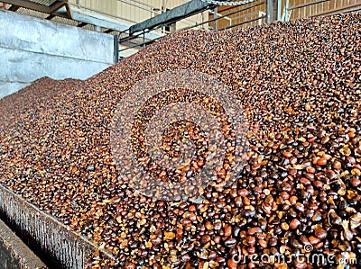 Selective focus of a Kernal palm seed on a lorry truck. Stock Photo