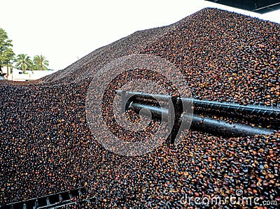 Selective focus.Kernal palm seeds above the loading bay. Stock Photo