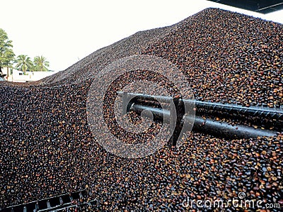 Selective focus.Kernal palm seeds above the loading bay. Stock Photo