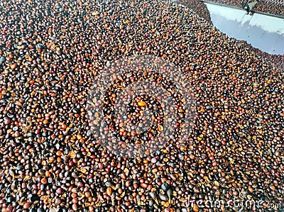 Selective focus.Kernal palm seeds above the loading bay. Stock Photo