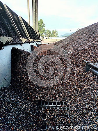 Selective focus.Kernal palm seeds above the loading bay. Stock Photo