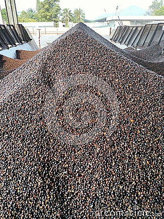 Selective focus.Kernal palm seeds above the loading bay. Stock Photo