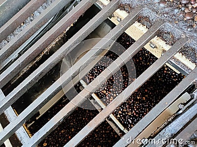 Selective focus.Kernal palm seeds inside a conveyor. Stock Photo