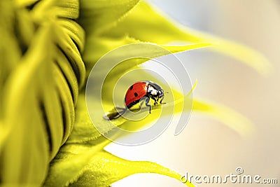 Selective focus of ladybug on sunflower. close up of sunflower background. warm filter Stock Photo