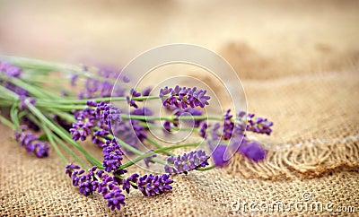 Selective focus on lavender Stock Photo