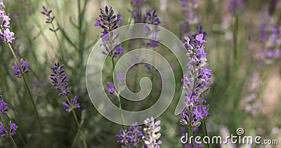Selective focus on lavender flower in flower garden. Lavender flowers lit by sunlight stock video Selective focus on lavender flower in flower garden. Lavender flowers lit by sunlight stock video