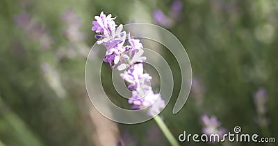 Selective focus on lavender flower in flower garden. Lavender flowers lit by sunlight stock video footage Selective focus on lavender flower in flower garden. Lavender flowers lit by sunlight stock video footage