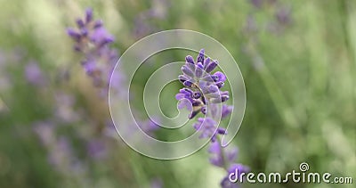 Selective focus on lavender flower in flower garden. Lavender flowers lit by sunlight stock footage Selective focus on lavender flower in flower garden. Lavender flowers lit by sunlight stock footage