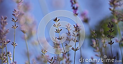 Selective focus on lavender flower in flower garden. Lavender flowers lit by sunlight stock video Selective focus on lavender flower in flower garden. Lavender flowers lit by sunlight stock video
