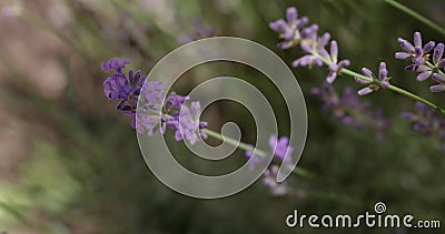 Selective focus on lavender flower in flower garden. Lavender flowers lit by sunlight stock video Selective focus on lavender flower in flower garden. Lavender flowers lit by sunlight stock video
