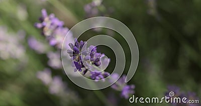 Selective focus on lavender flower in flower garden. Lavender flowers lit by sunlight stock footage Selective focus on lavender flower in flower garden. Lavender flowers lit by sunlight stock footage