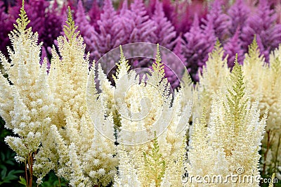 Selective focus of lilac and light yellow Astilbe flowers false goat`s beard. Russian Far East. Stock Photo