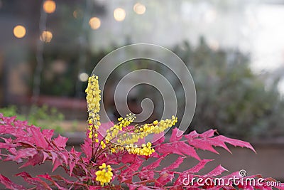 Selective focus of Mahonia japonica, A species of flowering plant in the family Berberidaceae, Yellow flower of Berberis Stock Photo