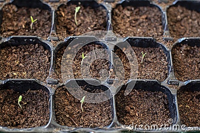 Selective focus on many young plants in plastic pots. Close-up image on little tomato plants Stock Photo