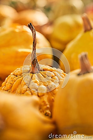 Selective focus of nice yellow pumpkin harvested in autumn. Stock Photo